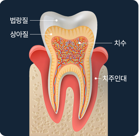 자연치아의 구조